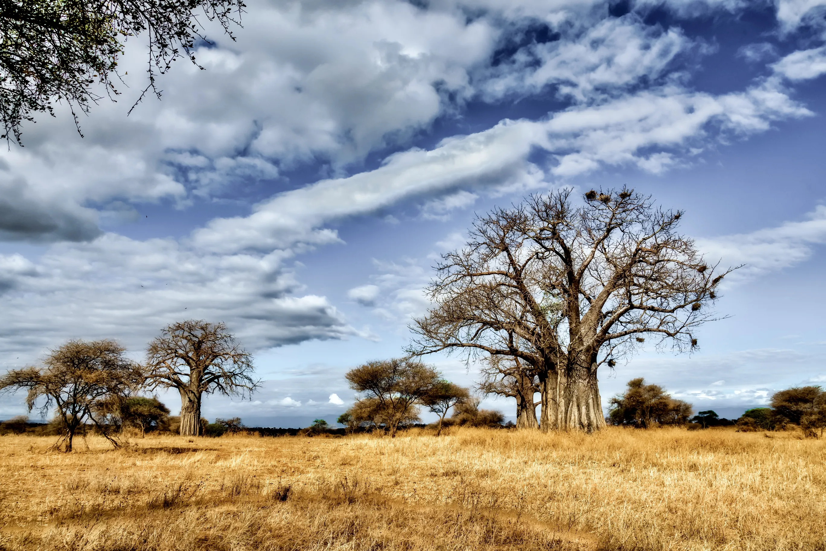 Paysage de savane africaine avec baobabs